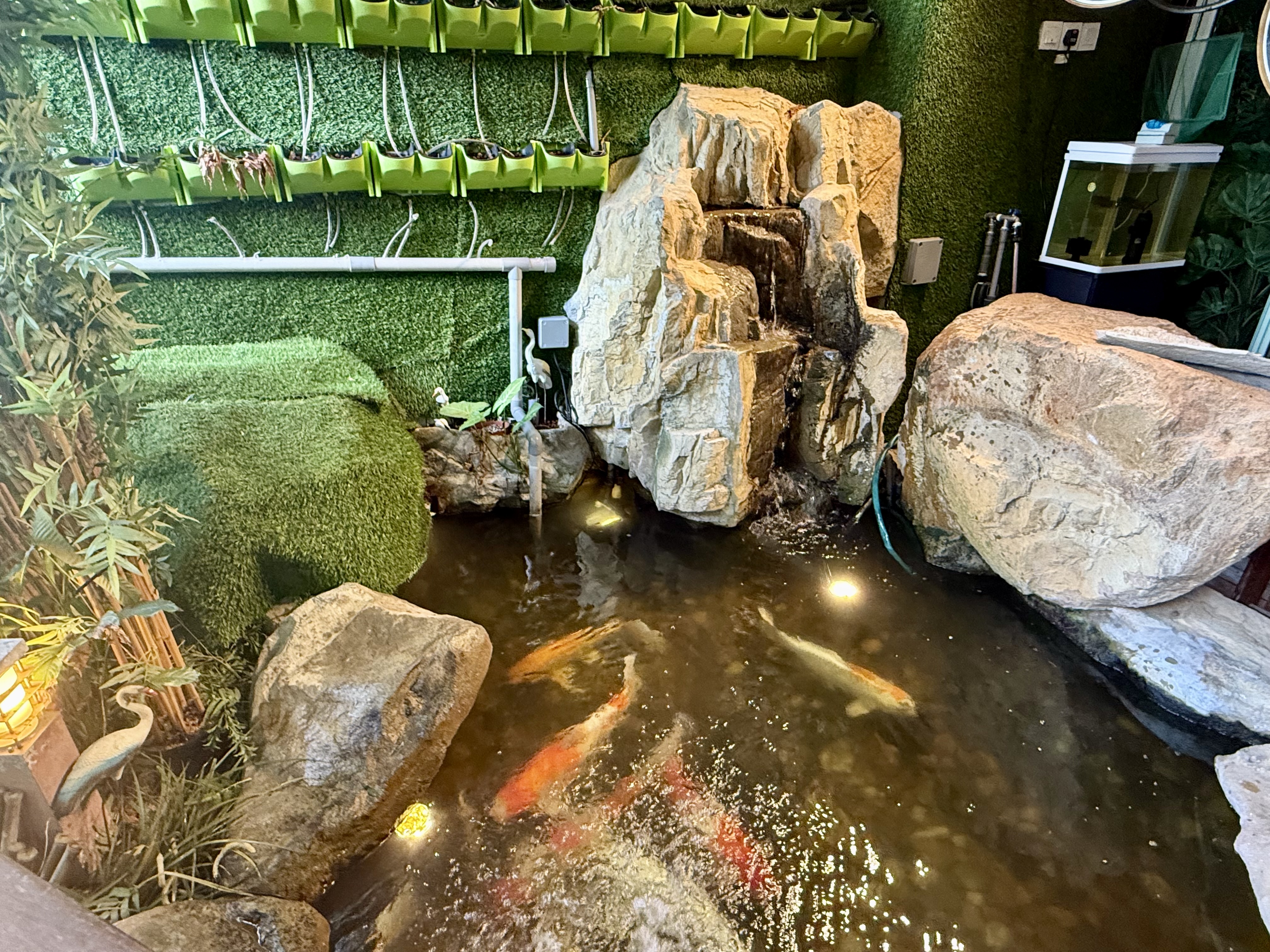 Koi Pond